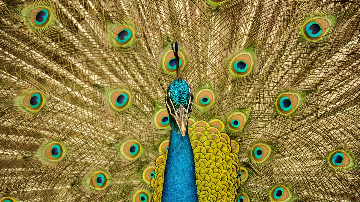 61+ Gambar Burung Merak Hitam HD