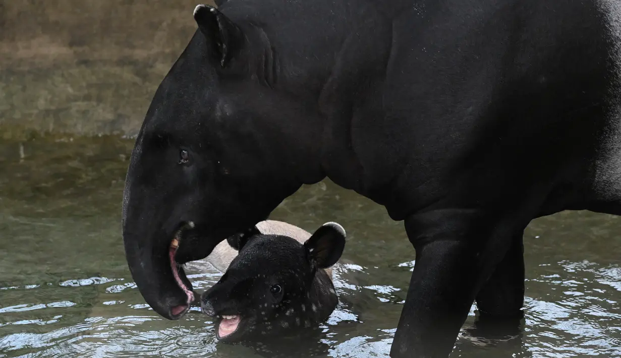 Tapir Malaya bersama anaknya bernama Sutera bermain di kolam renang di taman Night Safari di Singapura (7/10/2019). Tapir Betis yang terancam punah, lahir 25 Juli 2019 adalah generasi keempat dari tapir Malaya yang lahir di taman margasatwa malam pertama di dunia. (AFP Photo/Roslan Rahman)