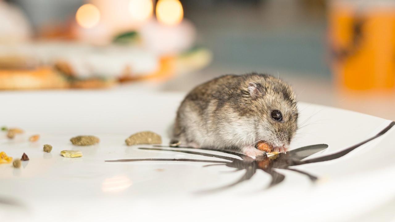 Ilmuwan Bereksperimen Masukkan DNA Manusia ke Dalam Seekor Tikus, Hal Mengejutkan Terjadi