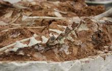 Fosil Dinosaurus Berusia 233 Juta Tahun Ditemukan Akibat Hujan Deras di Brazil