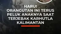 Haru! Orangutan Terus Dipeluk Anaknya saat Terjebak Karhutla Kalimantan