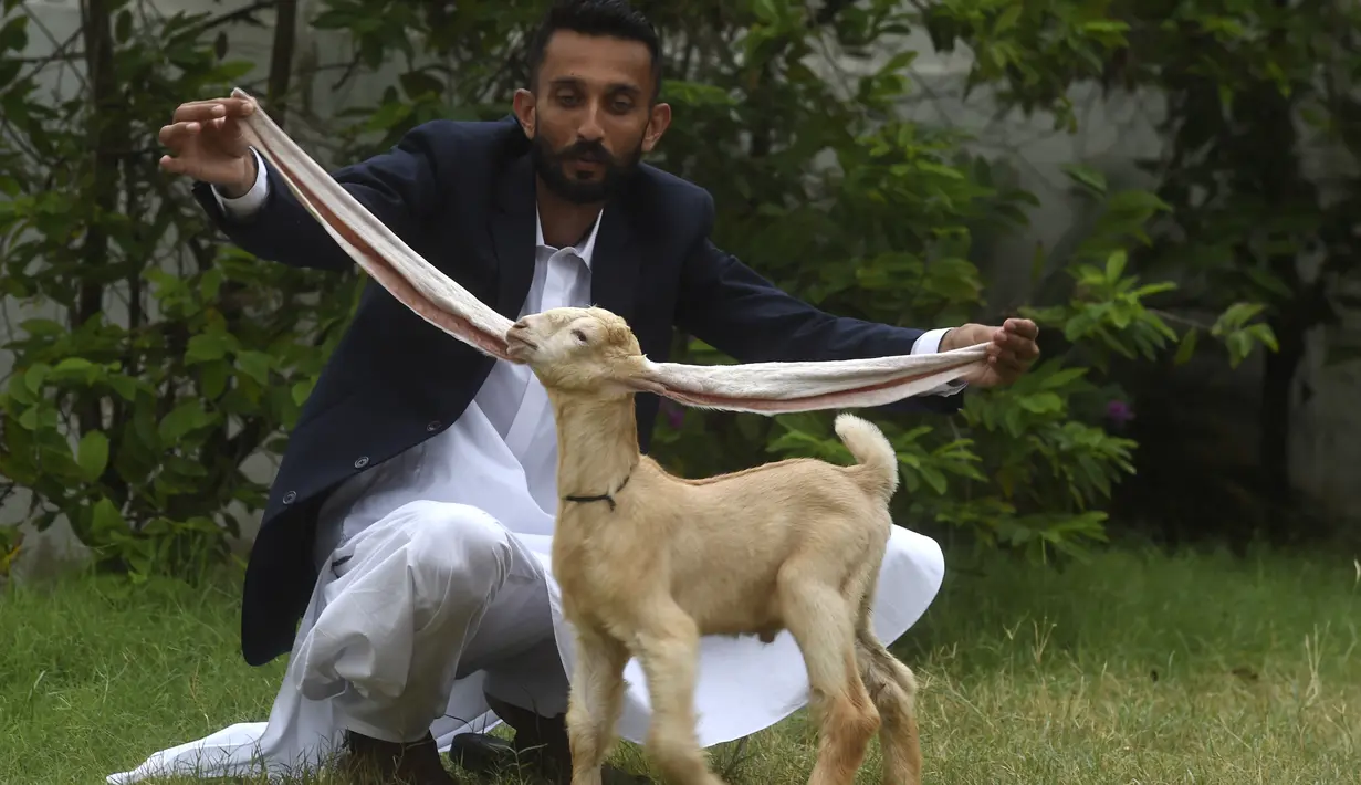 <p>Peternak, Mohammad Hassan Narejo, memperlihatkan telinga anak kambing Simba, di Karachi pada 6 Juli 2022. Seekor anak kambing dengan telinga yang sangat panjang telah menjadi semacam bintang media di Pakistan. (Asif HASSAN / AFP)</p>