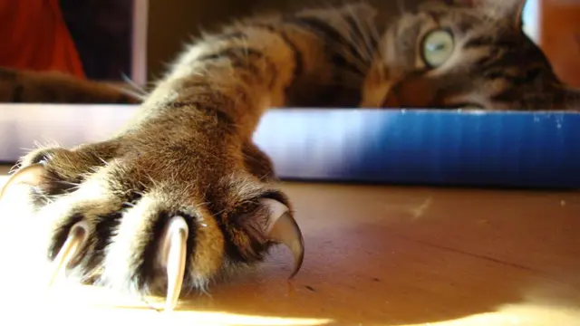 Kuku kucing. (Wikimedia commons)