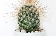 7 Tips Merawat Kaktus Mini Indoor, Lakukan Ini agar Tetap Tumbuh Subur