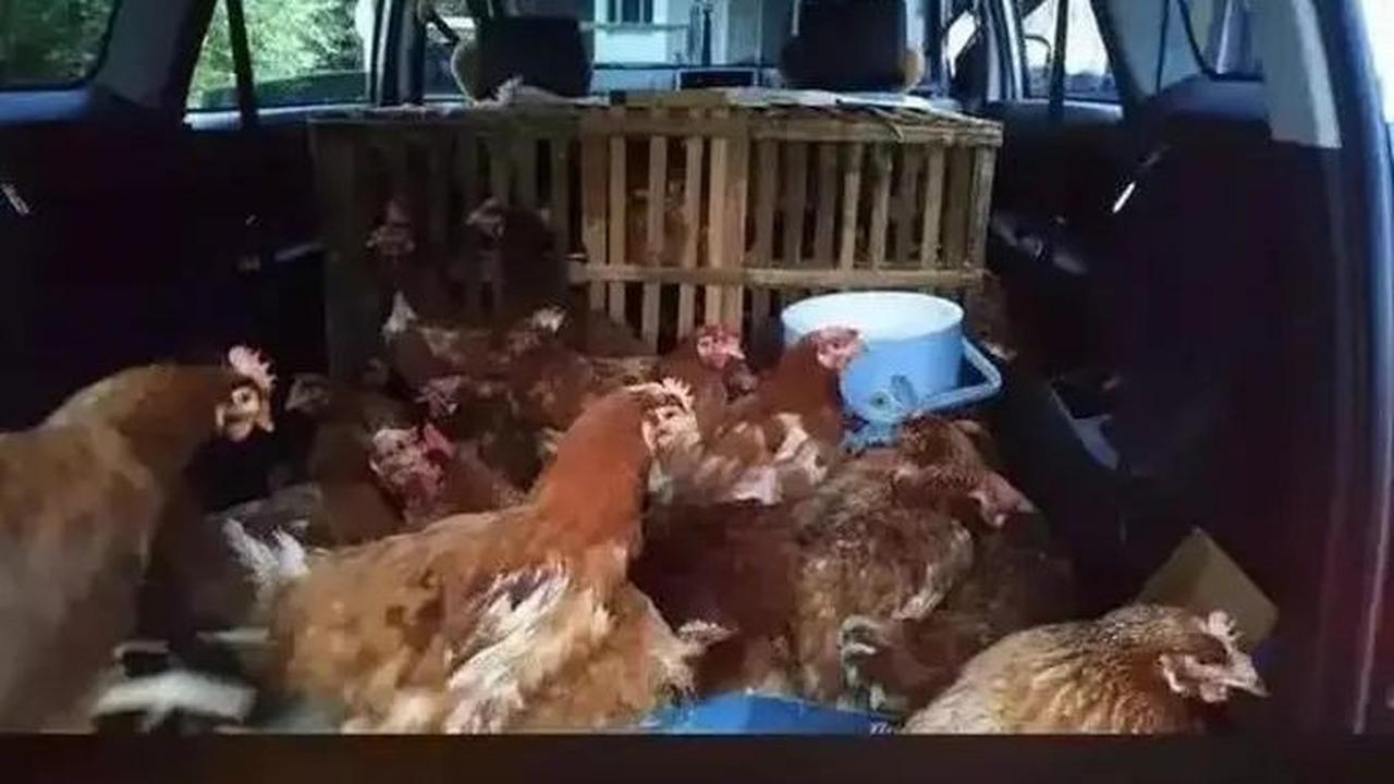10. Saat Avanza digunakan untuk mengangkut belasan ekor ayam