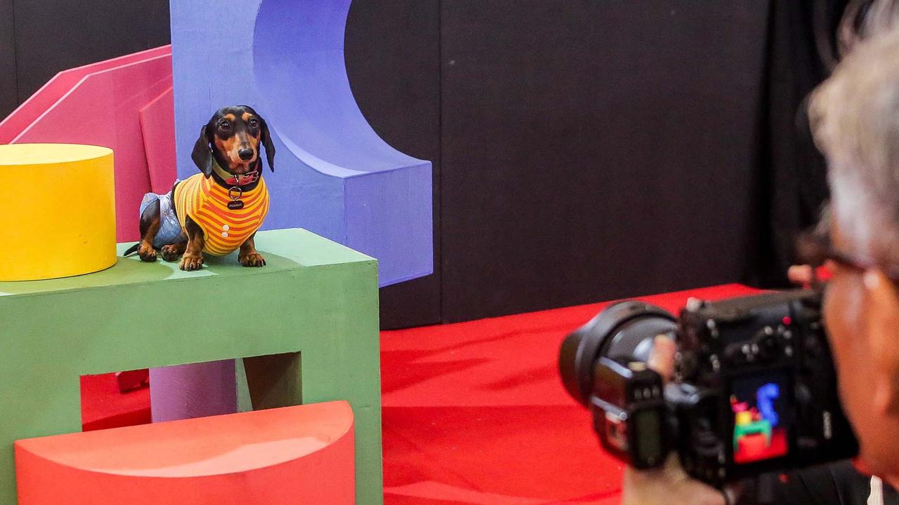 FOTO: Keseruan Pengunjung dengan Binatang Kesayangan saat Pet Fest 2025