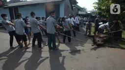 Panitia mengikat hewan kurban yang akan disembelih di Masjid Sunan Kalijaga, Padepokan Taman Mini Indonesia Indah, Jakarta, Selasa (20/7/2021). Sebanyak 71 kambing dan 15 sapi karyawan TMII yang dipotong dibagikan dagingnya kepada fakir miskin. (merdeka.com/Imam Buhori)