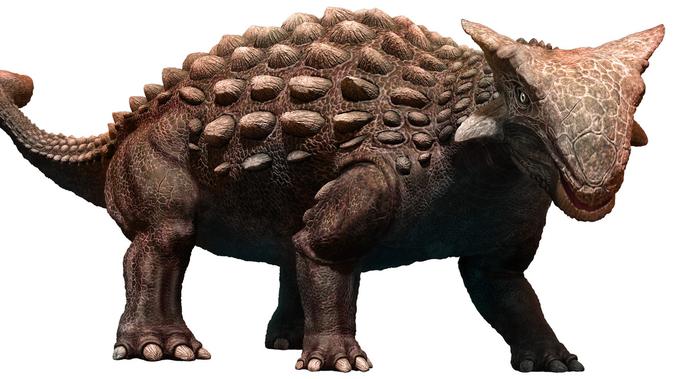Jenis dinosaurus Ankylosaurus (Sumber: Istockphoto)