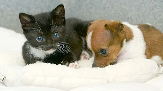 Kitty dan Buttons (c) Dailymail.co.uk