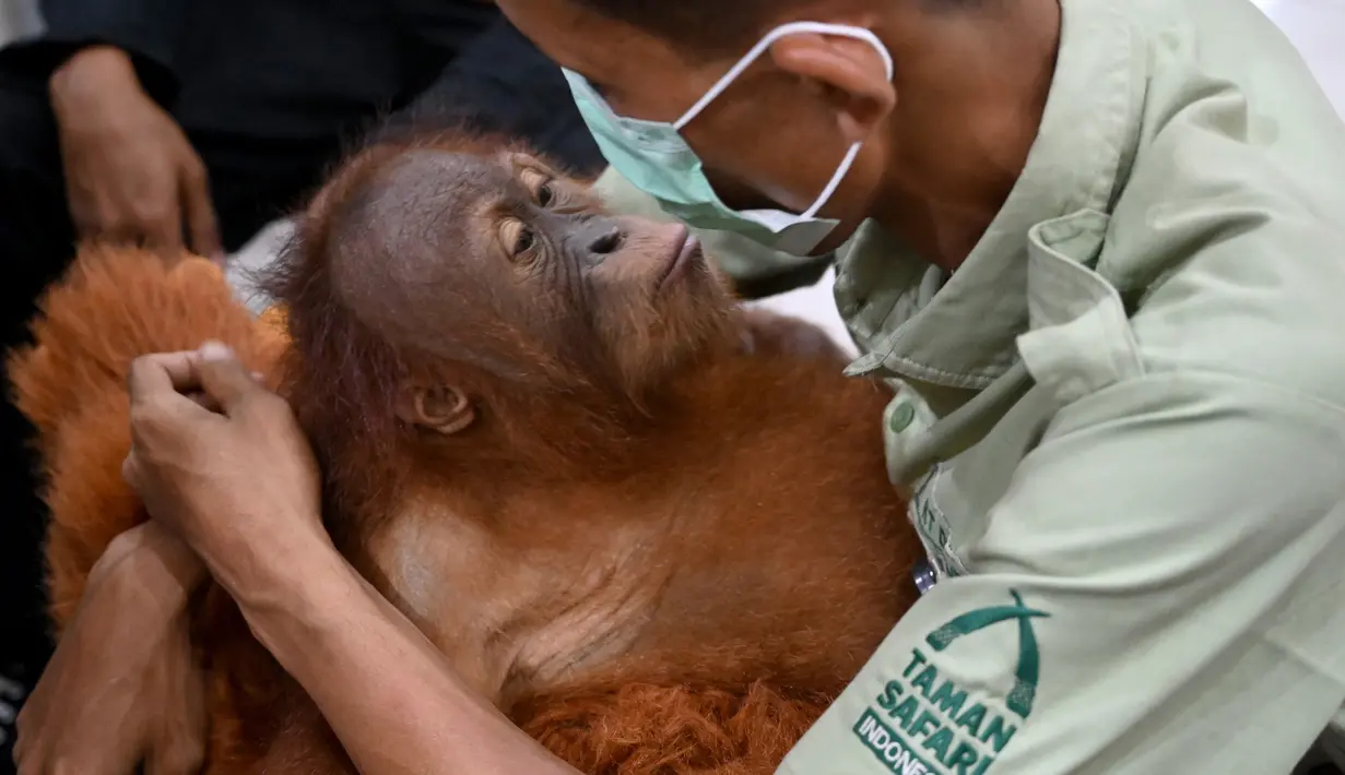 Tingkah bayi orangutan Bon Bon saat digendong petugas di Bandara Internasional I Gusti Ngurah Rai, Denpasar, Bali, Senin (16/12/2019). Sebelum direlokasi, pihak Taman Safari Bali menggelar acara perpisahan dengan Bon Bon pada pagi tadi. (SONNY TUMBELAKA/AFP)