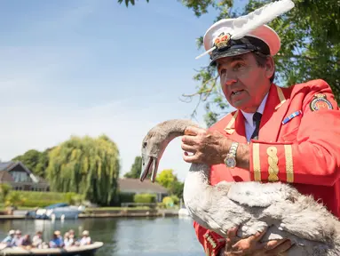 Petugas Penanda Angsa (Swan Marker) menangkap seekor angsa selama kegiatan Sawn Upping di sepanjang Sungai Themes, dekat Shepperton, Senin (17/7). Sawn Upping merupakan tradisi sensus untuk menghitung populasi angsa di Inggris. (Steve Parsons/PA via AP)