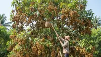 7 Tips agar Pohon Duku Berbuah Lebat, Kendalikan Hama dan Lakukan Penyiangan