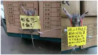 Aneh, Orang Ini Menghukum Tikus yang Tertangkap Mencuri  