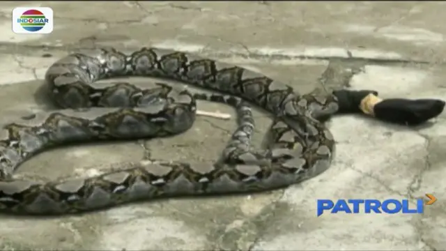 Dikira hewan ternak dicuri orang, ternyata ular piton pelakunya. Ular sepanjang 4 meter ini masuk rumah warga di Tulang Bawang, Lampung.