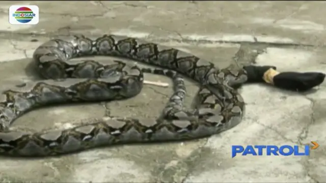 Ular Piton 4 Meter Masuk Perumahan Warga di Lampung