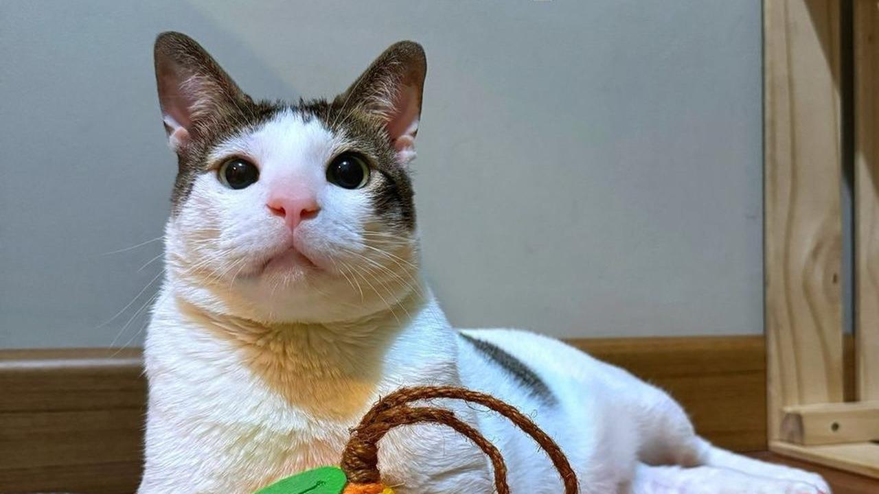 Jadi Primadona Baru di Istana Presiden, Bobby Kertanegara Dapat Kado 'Panda' dari Kedubes Tiongkok