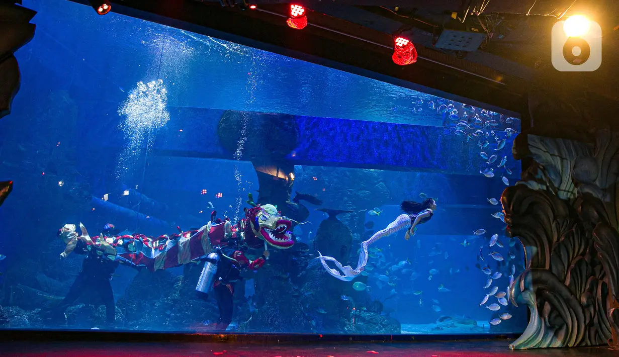 Aksi Liong dan putri duyung menghibur pengunjung di Jakarta Aquarium & Safari (JAQS), Jakarta Barat, Jumat (12/2/2021). Pertunjukan Liong Show bawah air yang diikuti oleh para putri duyung tersebut untuk memeriahkan Hari Raya Imlek 2572 atau Tahun Baru China. (Liputan6.com/Faizal Fanani)