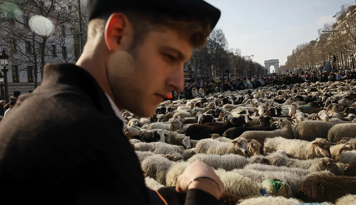 Gembala berdiri di antara sekitar 2.000 domba untuk menandai berakhirnya Pameran Pertanian Internasional di jalan Champs-Elysees Paris, Minggu (6/3/2022). Hewan dan gembala dari wilayah barat daya Prancis diarak di jalan terkenal mempromosikan pekerjaan dan wilayah mereka. (AP Photo/Thomas Padilla)