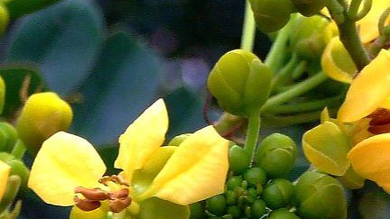 Manfaat Daun Senna untuk Kesehatan, Bantu Atasi Masalah Pencernaan