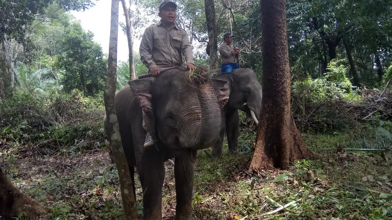 Gajah Kebanjiran