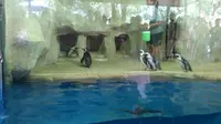 Enam Penguin di Kebun Binatang Gembira Loka mulai menyapa hangat para pengunjung yang datang.