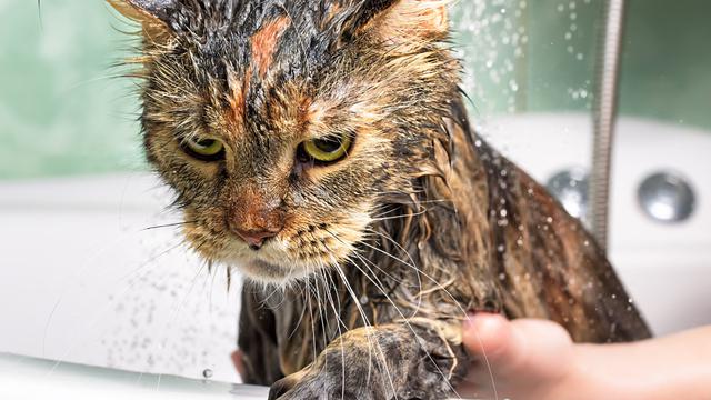 Sejumlah Alasan yang Bikin Kucing Benci dan Takut Air