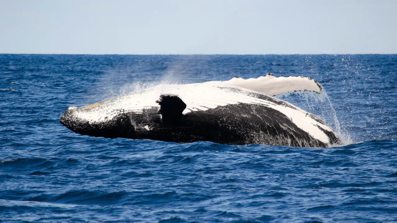 Humpback Whales