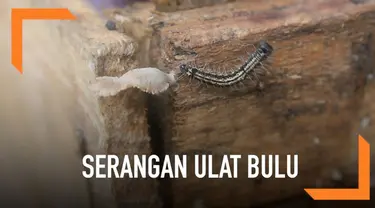 Ribuan ulat bulu menyerang warga Cimanggis, Depok. Efeknya, warga terganggu aktivitas karena ulat masuk hingga ke dalam rumah.