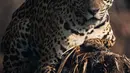 Jaguar terlihat di Porto Jofre, Pantanal, negara bagian Mato Grosso, Brasil, pada 4 September 2021. Jaguar juga kini tengah bertaruh nyawa mempertahankan Amazon sebagai rumahnya. Deforestasi terus melaju, dan kelompoknya terancam. (AFP/Carl De Souza)
