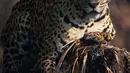 Jaguar terlihat di Porto Jofre, Pantanal, negara bagian Mato Grosso, Brasil, pada 4 September 2021. Jaguar juga kini tengah bertaruh nyawa mempertahankan Amazon sebagai rumahnya. Deforestasi terus melaju, dan kelompoknya terancam. (AFP/Carl De Souza)