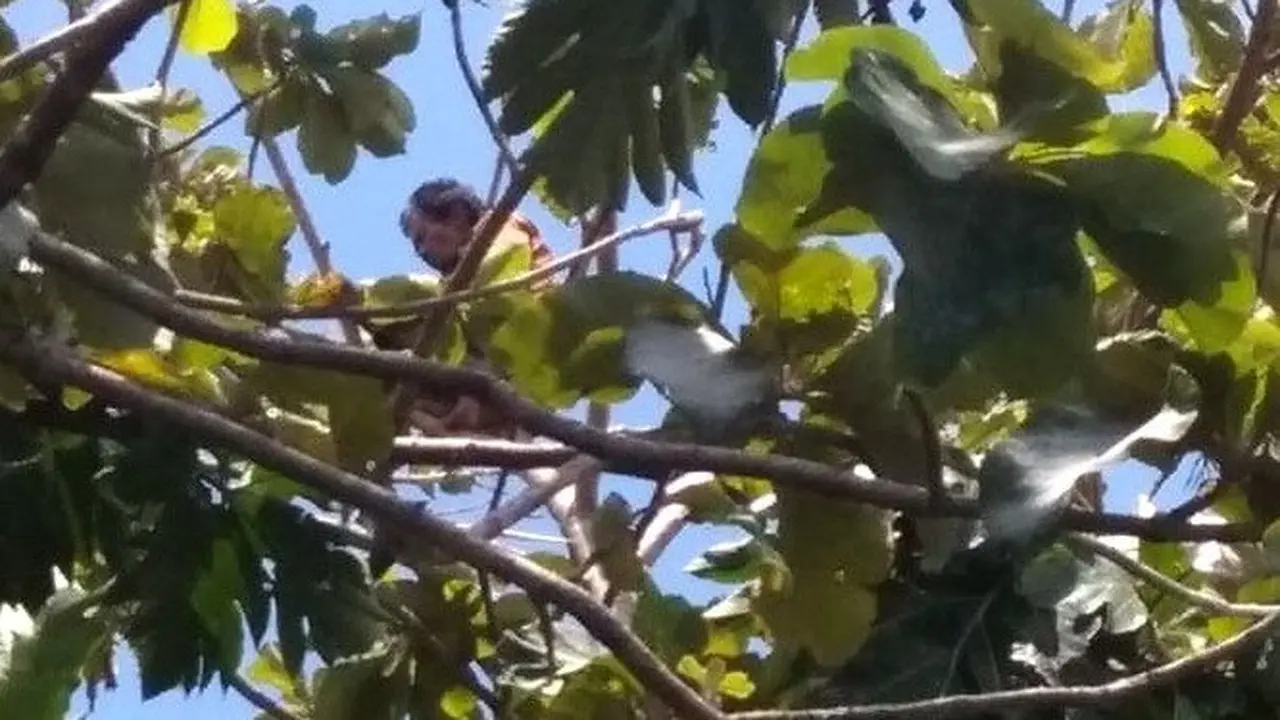 Duda di Atas Pohon