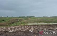 Hadapi El Nino 2026, Bandung Barat Siapkan Strategi Budi Daya Adaptif untuk Ketahanan Pangan