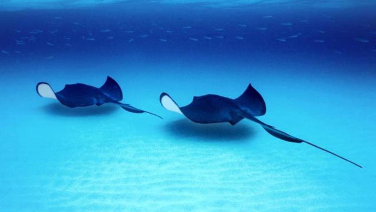 Ovovivipar adalah Cara Berkembang Biak pada Hewan