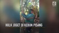 Video Hulk gadungan joget di kebun pisang bikin warganet ngakak.