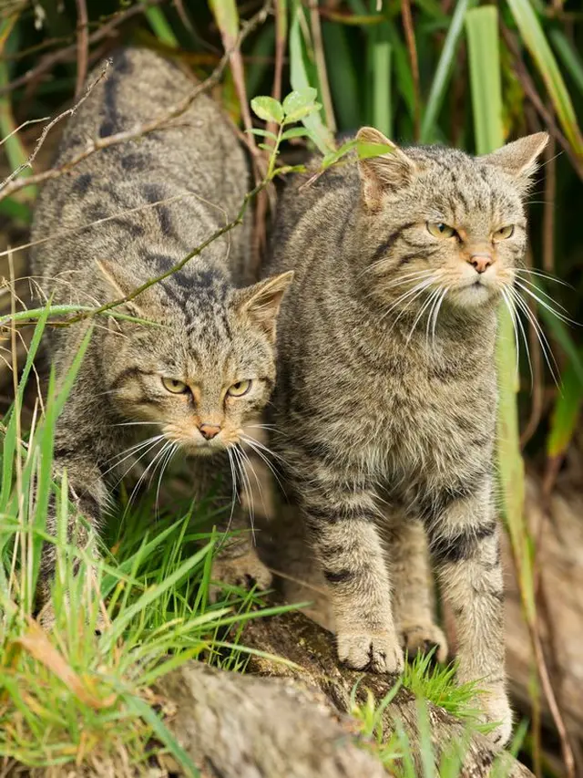 Kucing Devon Tiger