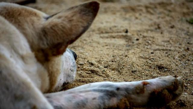 Penyiksaan Hewan Hanya Dilakukan Orang Yang Alami Gangguan Mental Health Liputan6 Com