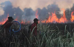 Karhutla Hanguskan 107 Ribu Hektare Hutan dan Lahan di Indonesia