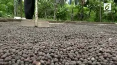 Para petani dan pengumpul kopi dalam negeri sedang bingung. Biasanya jika Dolar naik, harga kopi juga akan ikut naik. Namun kini, harga kopi justru tidak naik. Ada apa?