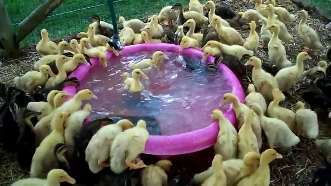 Ratusan Anak Bebek Rebutan Berenang 
