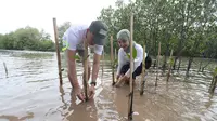 Penanaman bibit mangrove di Tanjung Pasir Perhutani oleh CGS International Sekuritas Indonesia dan Seasoldier. (dok. CGS)