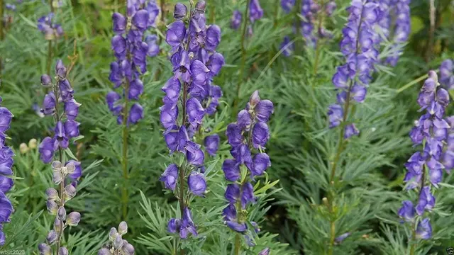 Aconitum napellus atau Monkshood