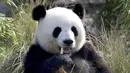 Panda Meng Meng betina duduk dalam kandangnya di Berlin, Jerman, Senin (31/8/2020). (AP Photo/Michael Sohn)