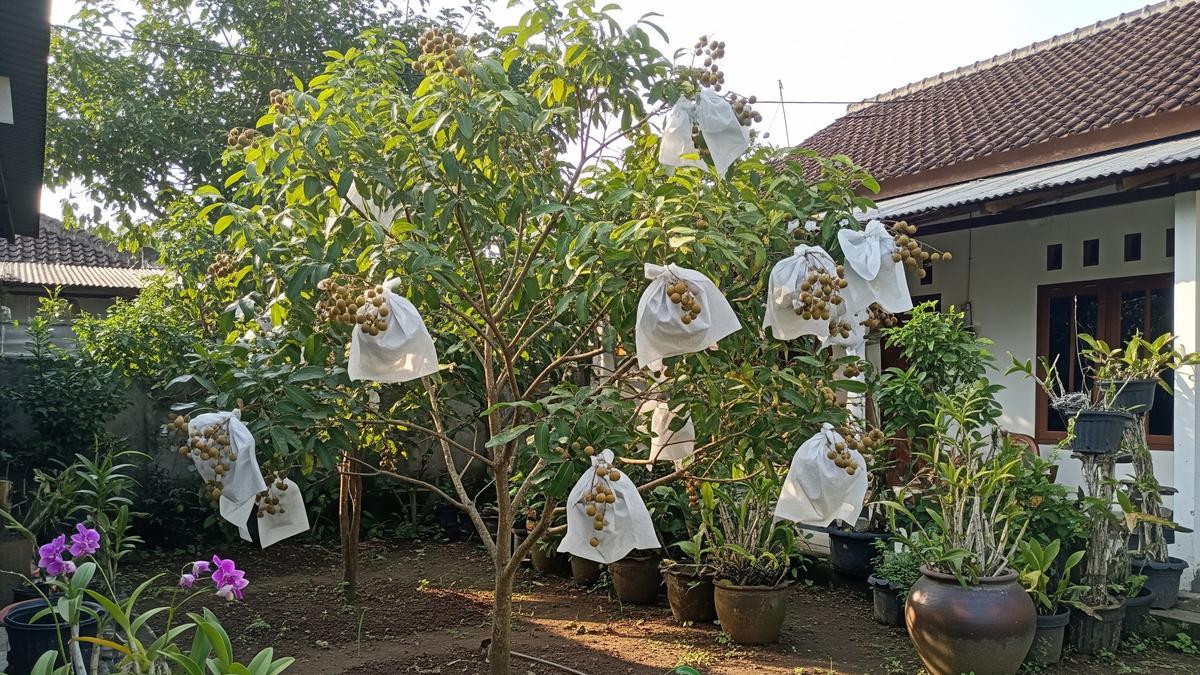 Bahan Berongsong Kelengkeng Paling Bagus Pakai Kertas Semen atau Plastik?