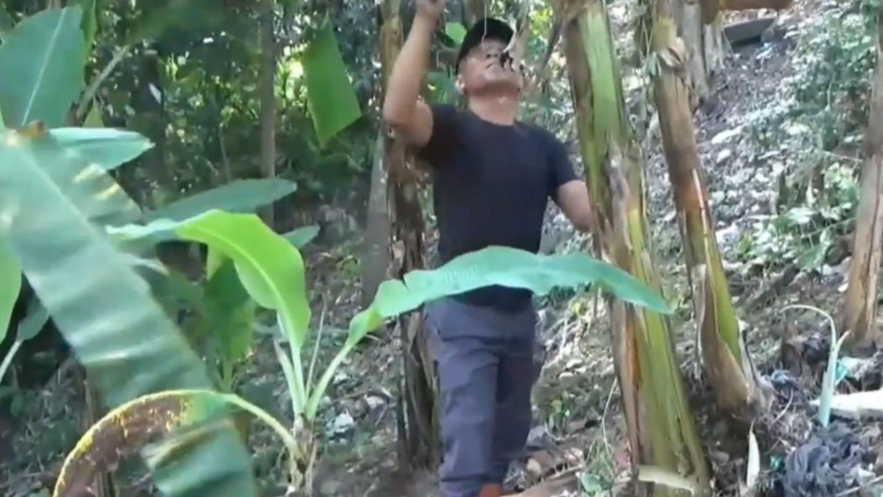 Tak Boleh Gunakan Sembarang Pisang