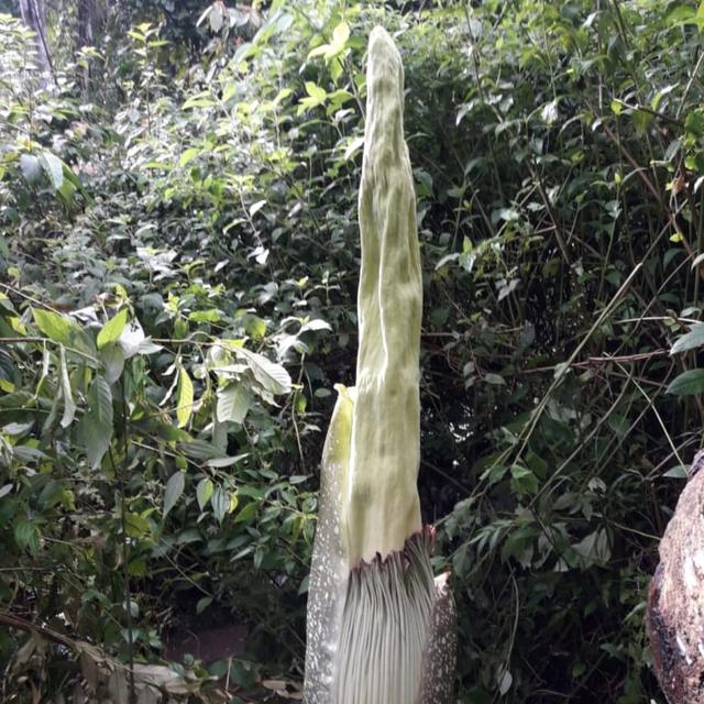 Warga Pagar Alam Temukan Bunga Bangkai Raksasa Setinggi 2 Meter Regional Liputan6 Com