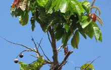 6 Manfaat Buah Matoa untuk Kecantikan, Bantu Cegah Penuaan Dini