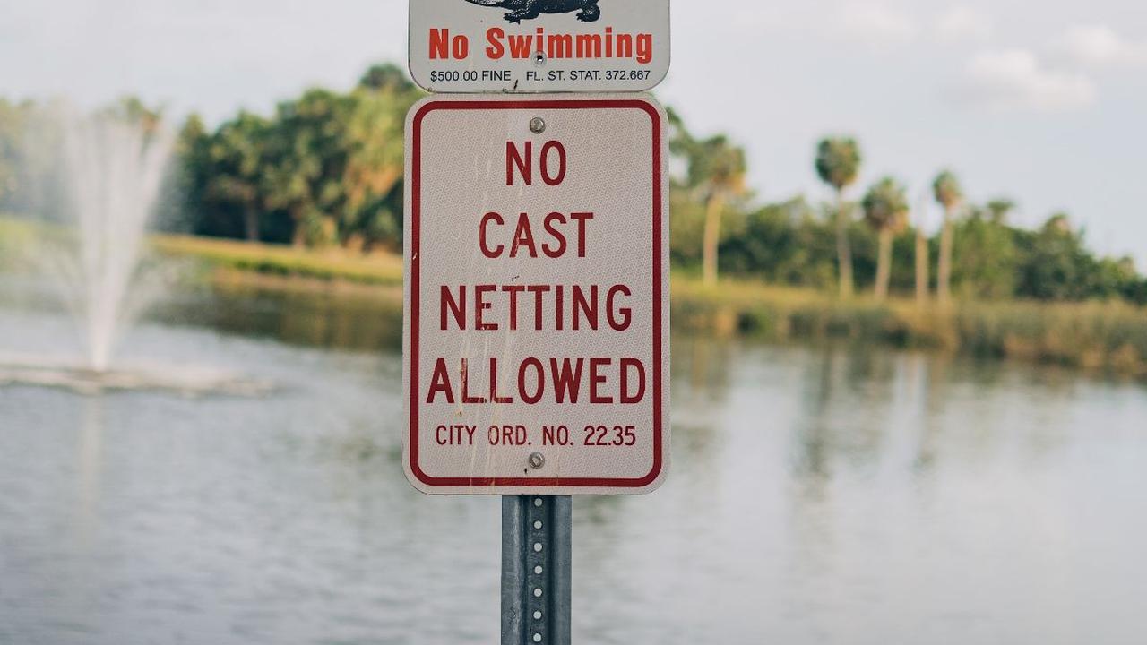 Banyak Ditemukan di Jalan, Ini Alasan Florida jadi Negara Favorit Aligator dan Buaya