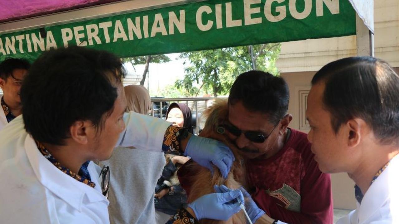 Fakta Unik: 73 Hewan Penular Rabies di Banten Divaksin Gratis dalam HUT Karantina ke-148