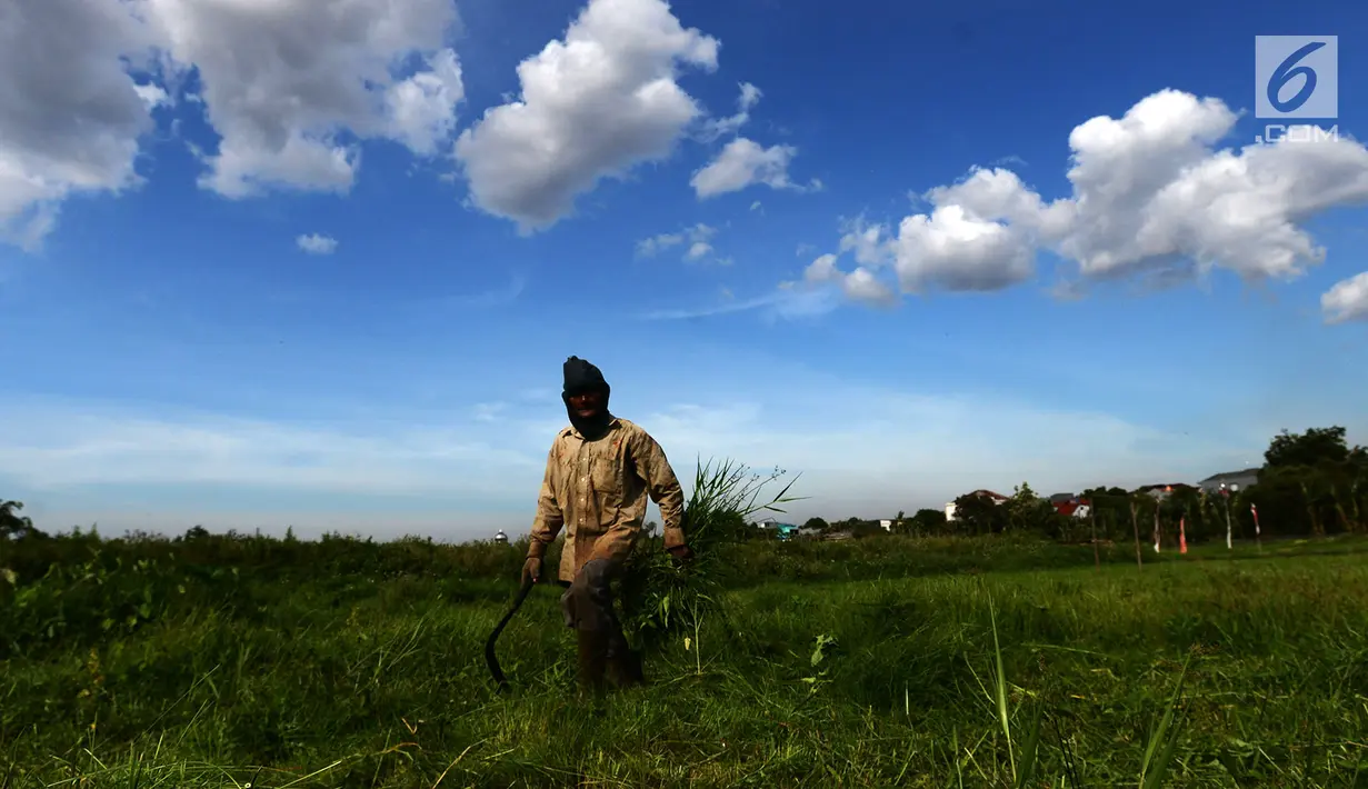 Suwandi (80) mencari rumput di perkebunan Kalimalang, Jakarta, Jumat (4/1). Suwandi mencari rumput untuk makan ternak sapi dengan upah Rp 5000 per ikat. (Merdeka.com/Imam Buhori)