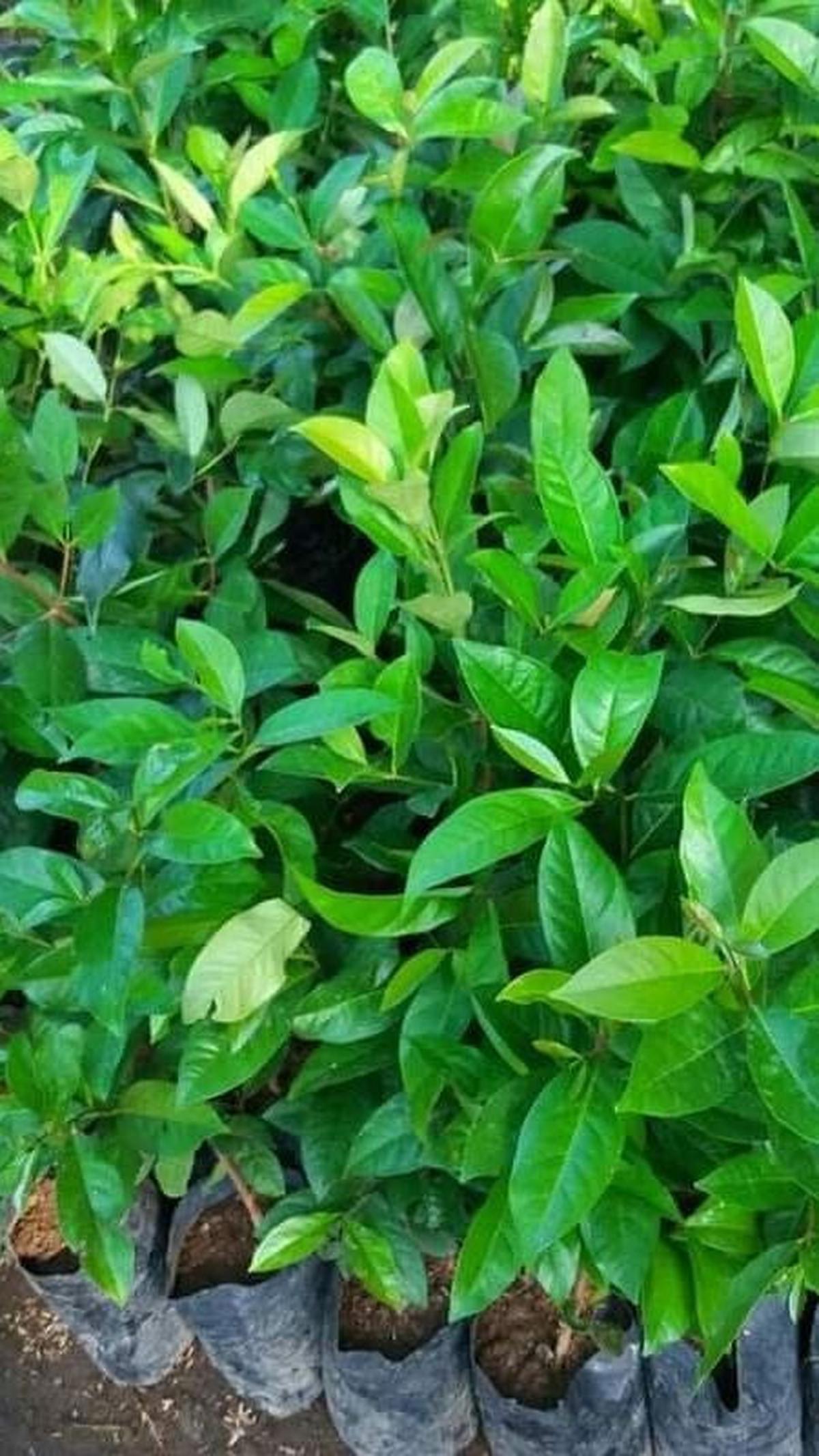 Gunakan Rempah Aromatik
